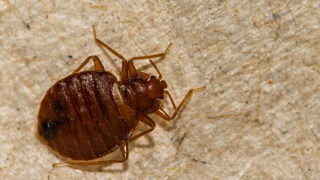 How To Determine Bed Bug Poop On Sheets? 3 Untitled design 2022 02 25T114139.074