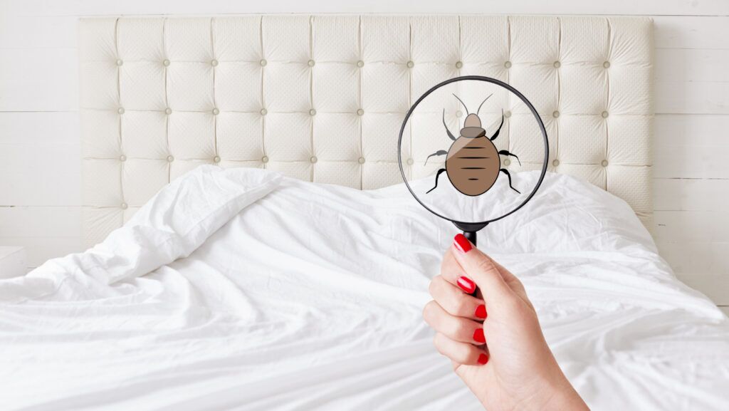 How To Determine Bed Bug Poop On Sheets? 2 Untitled design 2022 02 25T114232.201