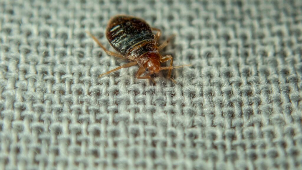 Do Dryer Sheets Repel Bed Bugs? How? 3 Untitled design 13