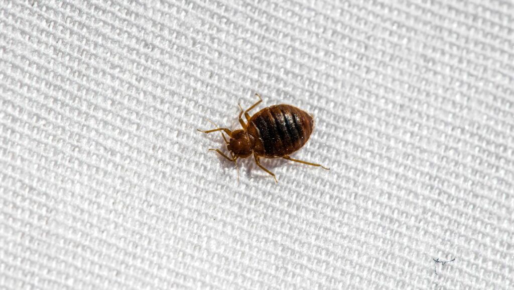 Tiny Black Bugs On Bed Sheets - What Are They? 2 Untitled design 3 1
