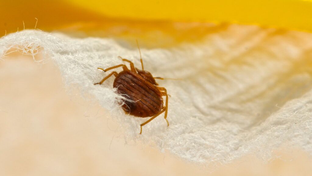 Tiny Black Bugs On Bed Sheets - What Are They? 3 Untitled design 4 2